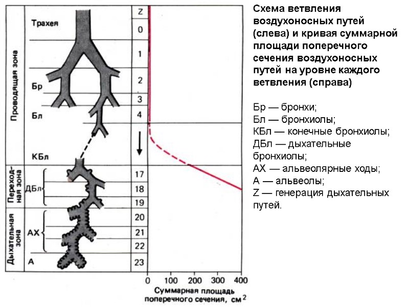 Схема ветвления воздухоносных путей (слева) и кривая суммарной площади поперечного сечения воздухоносных путей на